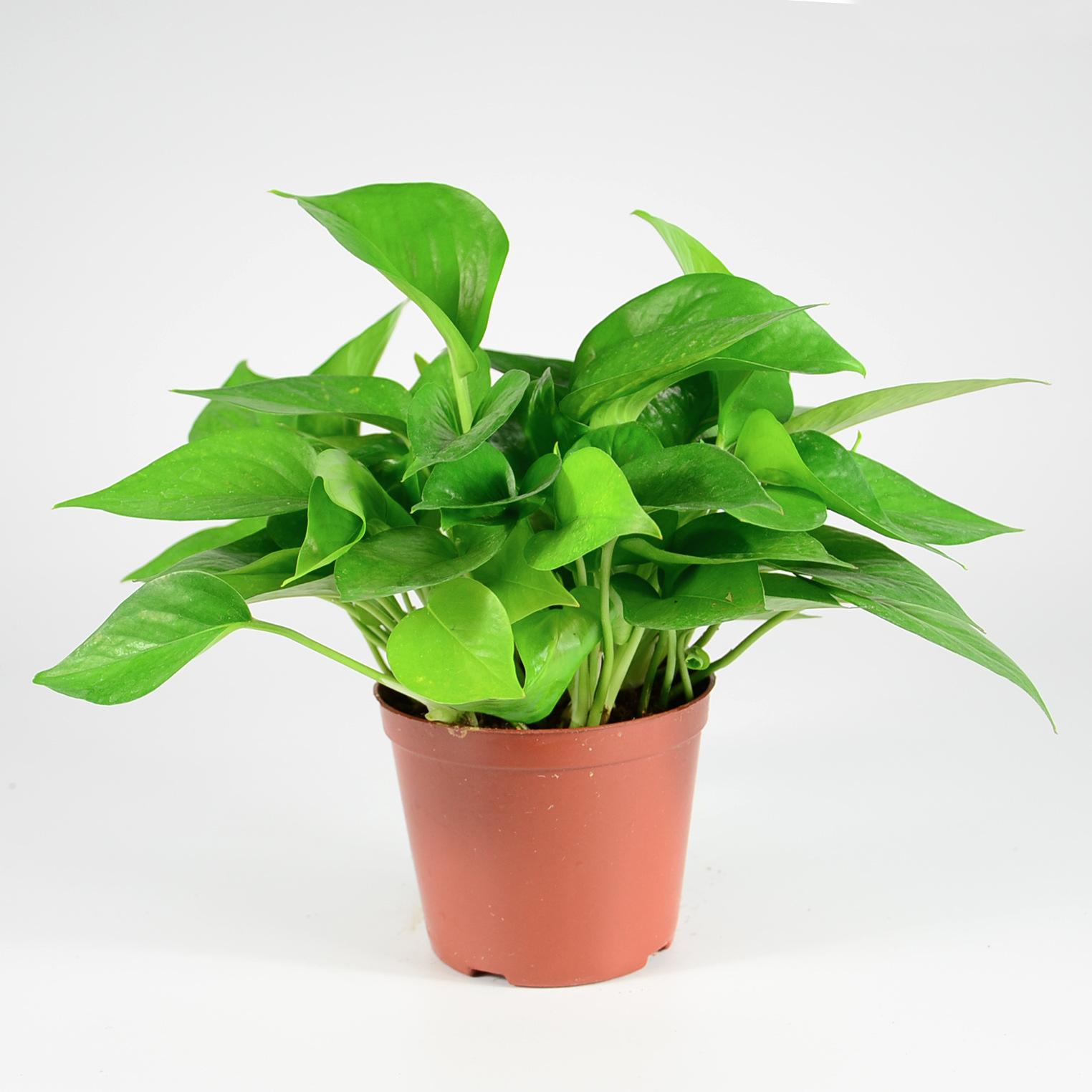 植物(wù)除甲醛 植物(wù)除甲醛